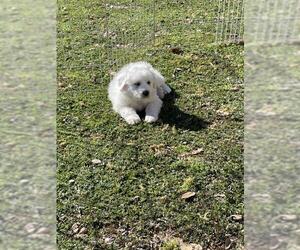 Great Pyrenees Dogs for adoption in San Martin, CA, USA