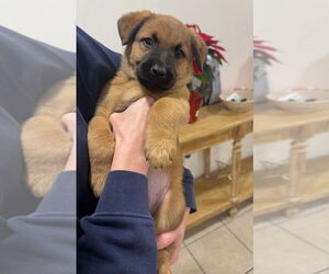 Mutt Dogs for adoption in Dana Point, CA, USA