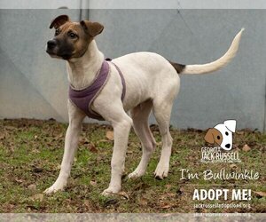 Jack Russell Terrier-Unknown Mix Dogs for adoption in Conyers, GA, USA