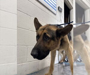German Shepherd Dog Dogs for adoption in San Bernardino, CA, USA