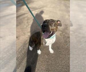 American Pit Bull Terrier-Unknown Mix Dogs for adoption in Fort Collins, CO, USA