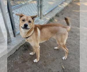 Carolina Dog-Unknown Mix Dogs for adoption in Modesto, CA, USA
