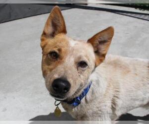 Mutt Dogs for adoption in Priest River, ID, USA