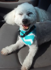 Bichon Frise Dogs for adoption in Fargo, ND, USA