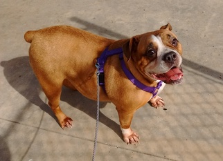 Bulldog Dogs for adoption in Belvidere, TN, USA