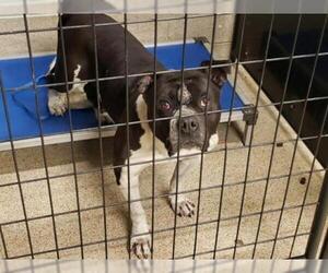 Bull-Boxer Dogs for adoption in Tavares, FL, USA