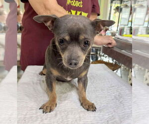 Chiranian Dogs for adoption in Benton, LA, USA