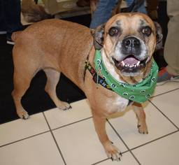 Bulloxer Dogs for adoption in Fairmont, WV, USA