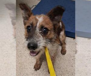 Texas Heeler Dogs for adoption in Bakersfield, CA, USA