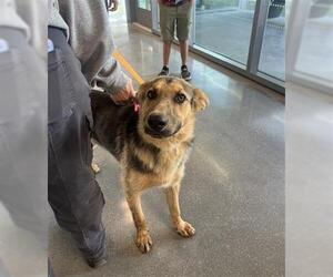 German Shepherd Dog Dogs for adoption in San Martin, CA, USA