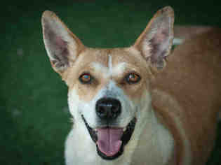 Pembroke Welsh Corgi Dogs for adoption in Ojai, CA, USA