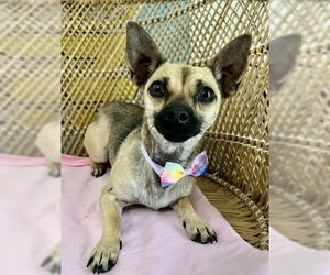 Chihuahua-Unknown Mix Dogs for adoption in Bellevue, WA, USA