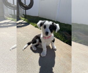 Australian Shepherd-Beagle Mix Dogs for adoption in Raleigh, NC, USA