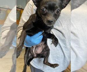 Chihuahua-Unknown Mix Dogs for adoption in Tallahassee, FL, USA