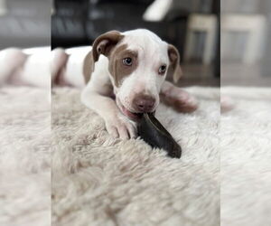 American Pit Bull Terrier-Unknown Mix Dogs for adoption in New London, WI, USA