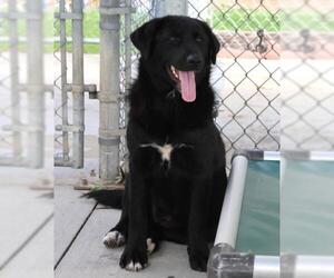 Mutt Dogs for adoption in Thief River Falls, MN, USA