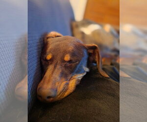 Doberman Pinscher-Unknown Mix Dogs for adoption in Minneaoplis, MN, USA