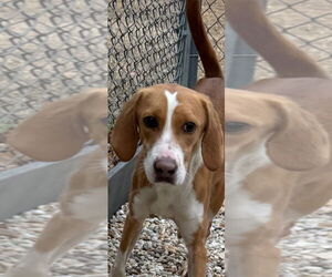 Mutt Dogs for adoption in Tarboro, NC, USA