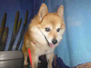 Pomeranian Dogs for adoption in Henderson, NV, USA