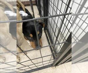 Rottweiler-Unknown Mix Dogs for adoption in Fort Collins, CO, USA