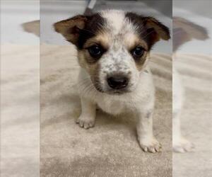 Australian Shepherd-Unknown Mix Dogs for adoption in Conroe, TX, USA