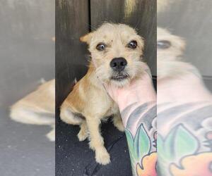 Mutt Dogs for adoption in San Antonio, TX, USA