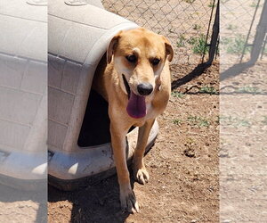 Golden Labrador Dogs for adoption in Amarillo, TX, USA