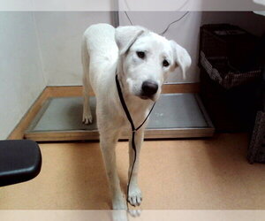 Labrador Retriever-Unknown Mix Dogs for adoption in Martinez, CA, USA