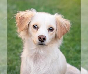 Colonial Cocker Spaniel-Poodle (Miniature) Mix Dogs for adoption in San Diego, CA, USA