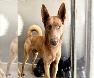 Siberian Husky-Unknown Mix Dogs for adoption in San Bernardino, CA, USA