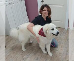 Great Pyrenees Dogs for adoption in Bemidji, MN, USA