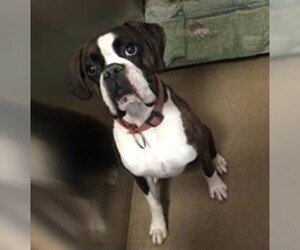 Boxer Dogs for adoption in Plano, TX, USA