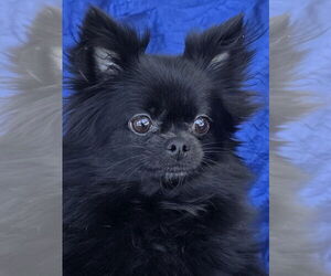 Medium Photo #2 Chihuahua-Unknown Mix Puppy For Sale in Cuba, NY, USA