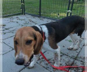Beagle Dogs for adoption in Coventry, RI, USA