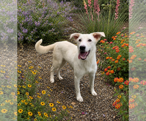 Mutt Dogs for adoption in PIPE CREEK, TX, USA
