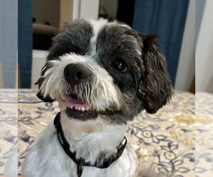 Shih Tzu-Unknown Mix Dogs for adoption in Alexandria, KY, USA