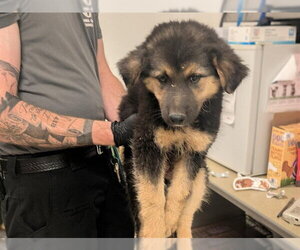 German Shepherd Dog Dogs for adoption in Corona, CA, USA