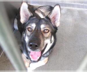 German Shepherd Dog-Unknown Mix Dogs for adoption in Orange, CA, USA