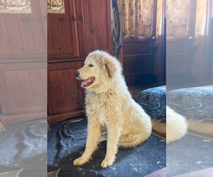 Great Pyrenees Dogs for adoption in Bountiful, UT, USA