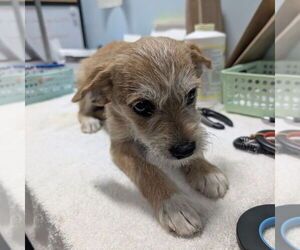 Medium Photo #1 Mutt Puppy For Sale in Chico, CA, USA