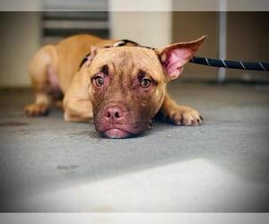 Mutt Dogs for adoption in Orlando, FL, USA