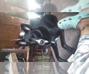 Shollie Dogs for adoption in Pandora, TX, USA