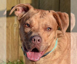 American Staffordshire Terrier-Labrador Retriever Mix Dogs for adoption in Huntley, IL, USA