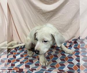 Great Dane-Unknown Mix Dogs for adoption in Modesto, CA, USA