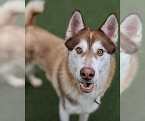 Siberian Husky Dogs for adoption in San Francisco, CA, USA