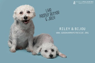 Bichon Frise Dogs for adoption in Fort Lauderdale, FL, USA