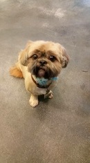 Shih Tzu Dogs for adoption in Fenton, MO, USA