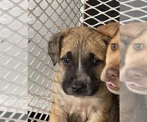 Border Collie Dogs for adoption in Bakersfield, CA, USA