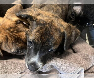 American Staffordshire Terrier-Unknown Mix Dogs for adoption in Tallahassee, FL, USA