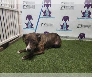 American Pit Bull Terrier-Unknown Mix Dogs for adoption in Orlando, FL, USA